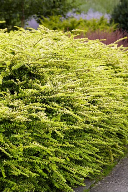 Вічнозелена жимолость Golden Glow у рокарії або альпінарії